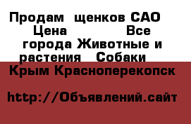 Продам ,щенков САО. › Цена ­ 30 000 - Все города Животные и растения » Собаки   . Крым,Красноперекопск